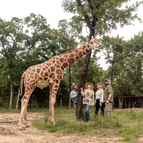 A person or couple feeding a giraffe from their accommodation, capturing the unique safari experience available onsite at Oak Meadow Ranch RV in Valley View, TX.