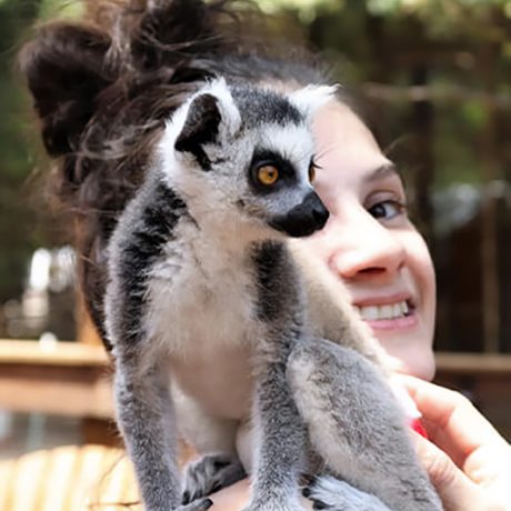 Guests on a safari tour, viewing exotic animals like giraffes, creating a unique wildlife experience at the ranch at Oak Meadow Ranh RV in Valley View, TX.