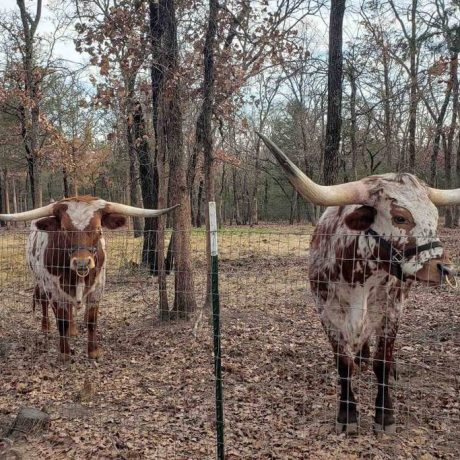 An exotic animal tour with people interacting with safari animals in a lush, scenic setting at Oak Meadow Ranh in Valley View, TX.