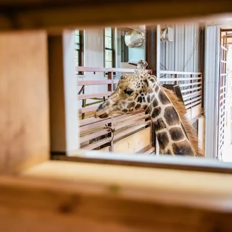 A luxury suite with large windows overlooking a giraffe barn, capturing the unique wildlife experience at Oak Meadow Ranh RV in Valley View, TX.