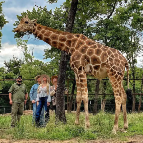 An exotic animal tour with people interacting with safari animals in a lush, scenic setting at Oak Meadow Ranh in Valley View, TX.