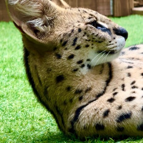 An exotic animal tour with people interacting with safari animals in a lush, scenic setting at Oak Meadow Ranh in Valley View, TX.